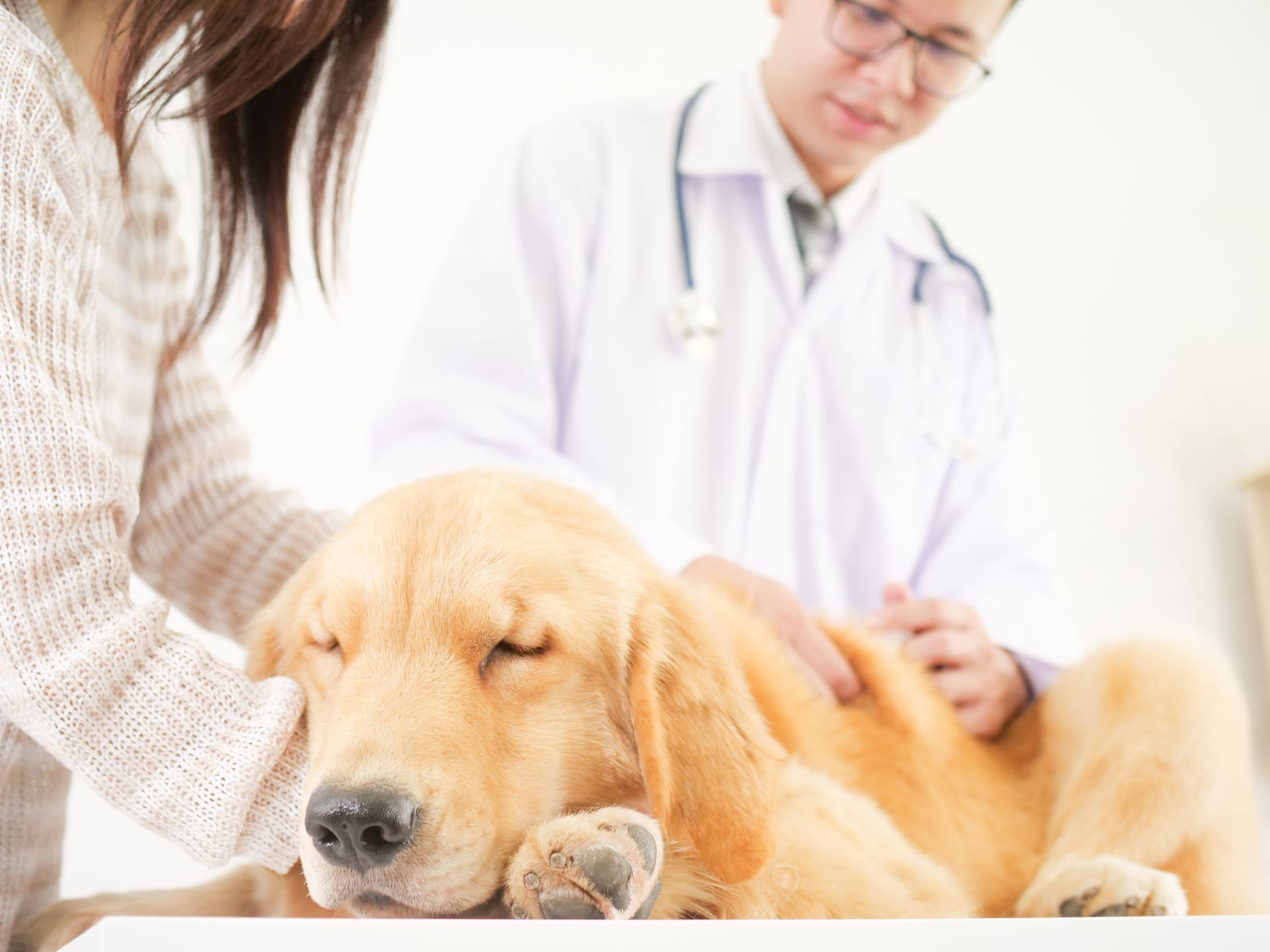 Veterinarian checking the dog golden retriever in pet clinic hospital