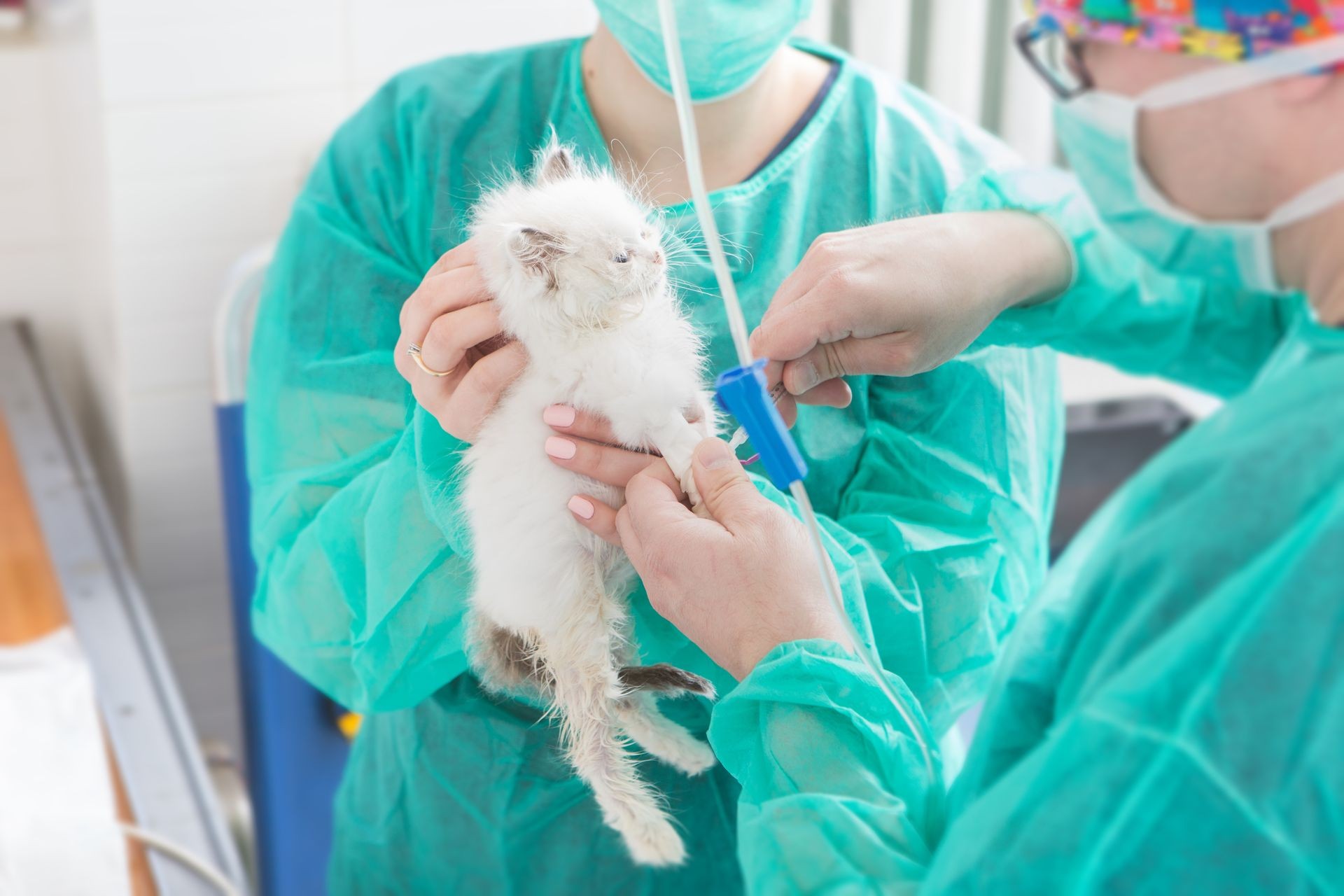 veterinary operation, Surgery in a veterinary hospital

