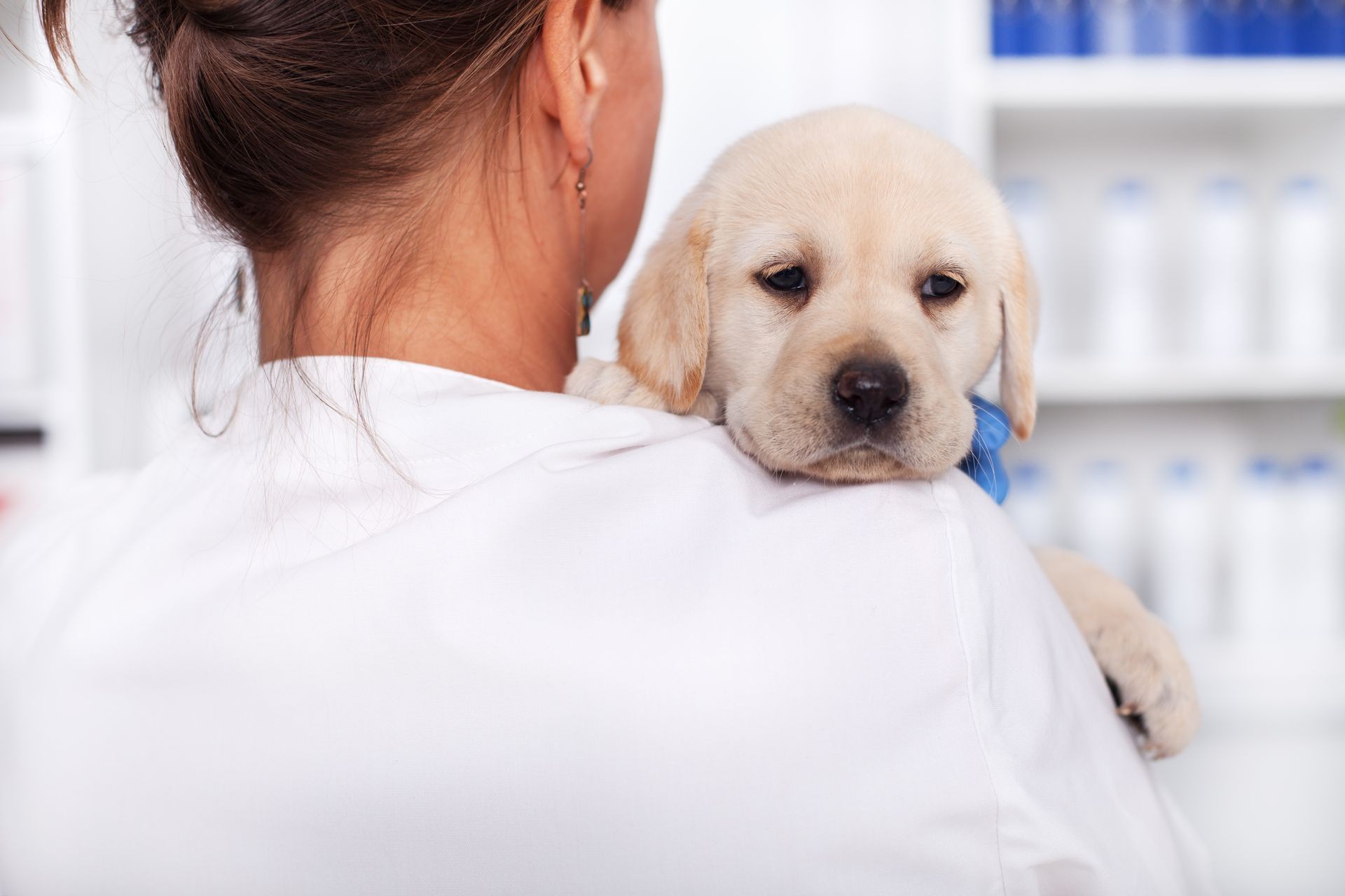 Lisa, Certified Veterinary Assistant (CVA)